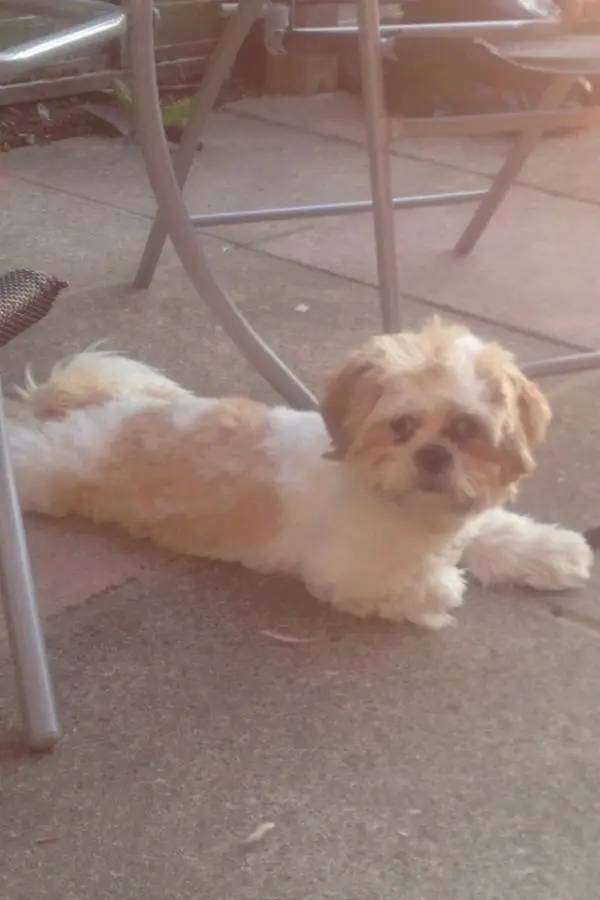 Bella beauty princess