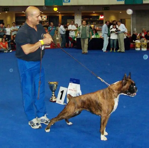 Ratita Des La Arillas