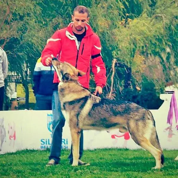 Can Black Sea Wolfdog