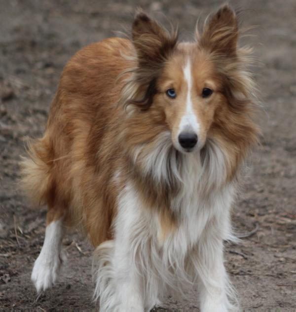 Wag-A-Way Star