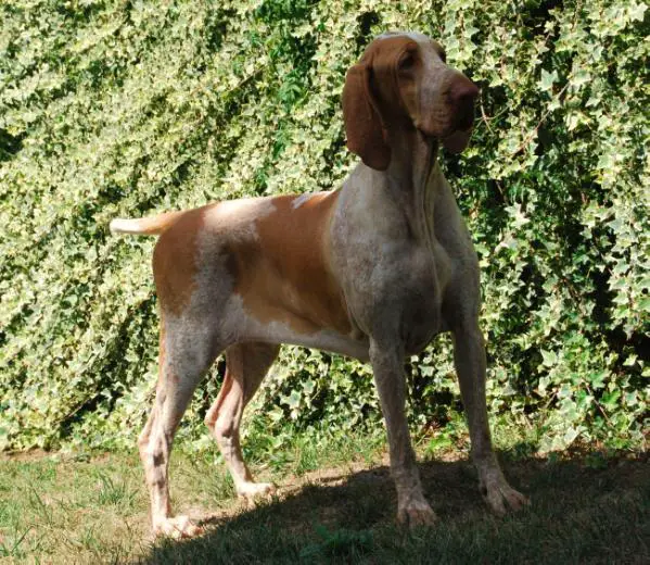 Nicuzza Del Tavuliddaro