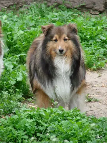 Maple Lane Prince