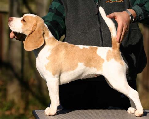 talbot hill beagles