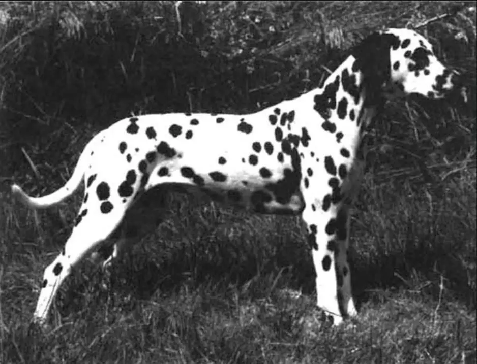 Perdita's Knock On Wood