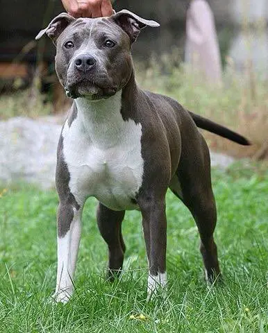 american amstaff blue