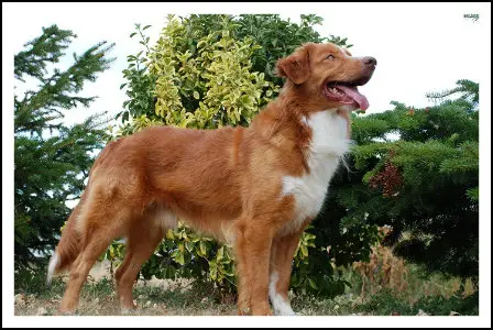 Shaggy Toller’s A French Connection