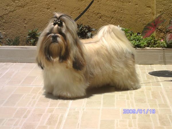 Longfield Khaylla All Dim