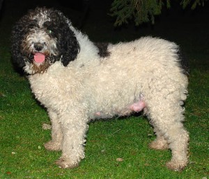 TRUFA DE LA GALEA