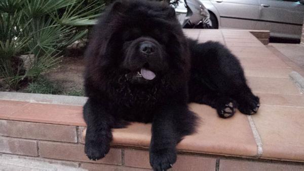 Tyrion de los Perros de Bigo