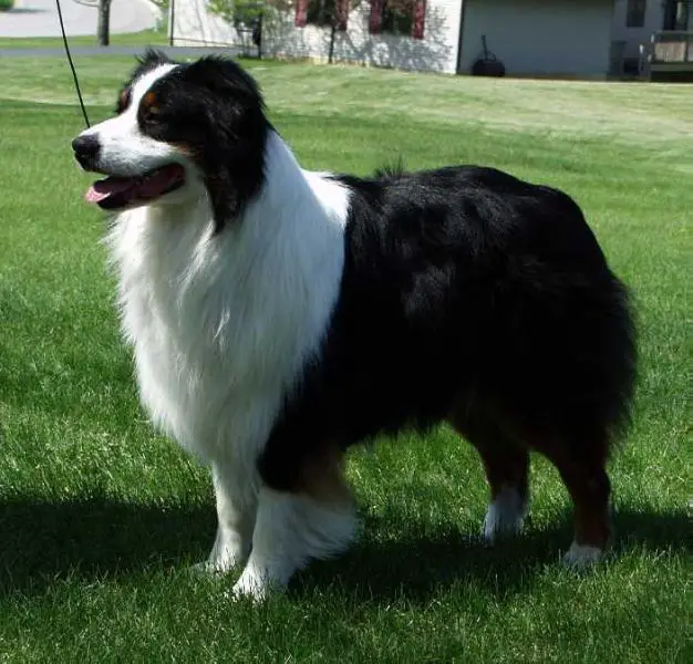 Border Collie pedigree database