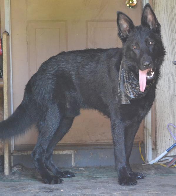 Black wolf gsd 2025