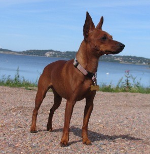 CALKA Pin-Min