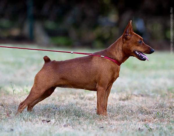 Gemmae Ratlerrimus GINGER GLORIA