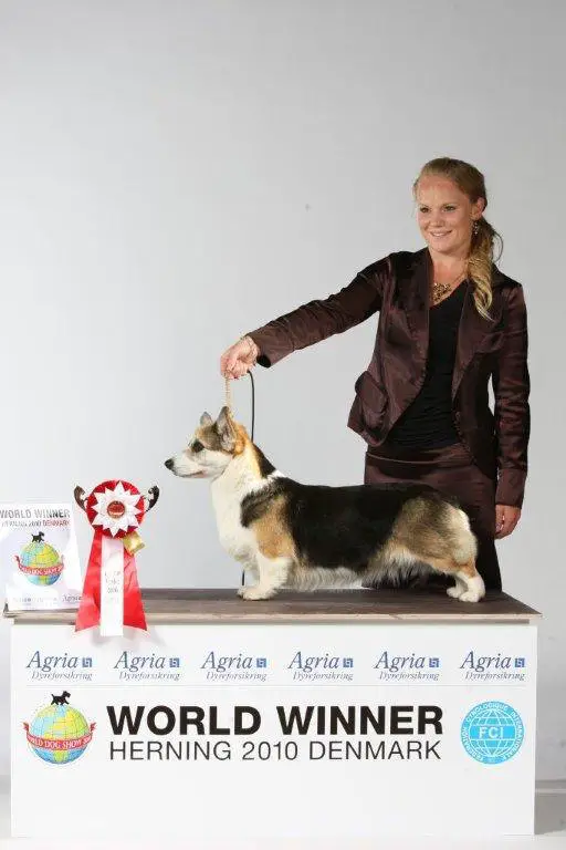 Uptown corgis sales