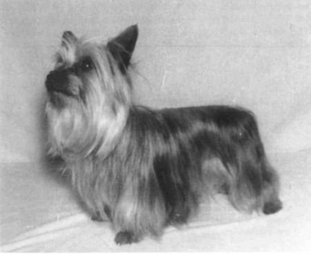 Kelso Lady Susan