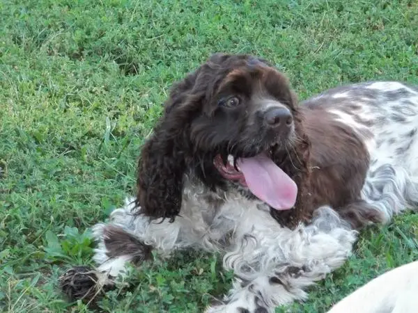 Gabby's Baxter of Beeson