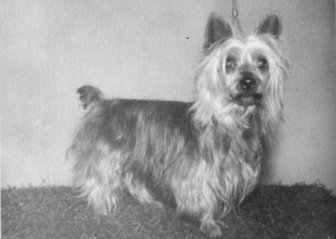 Bowenvale Sir Rex