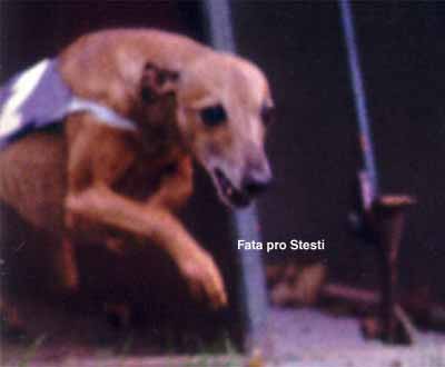 Fata pro Stesti