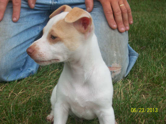 Green Acres' Lemonicious Beau