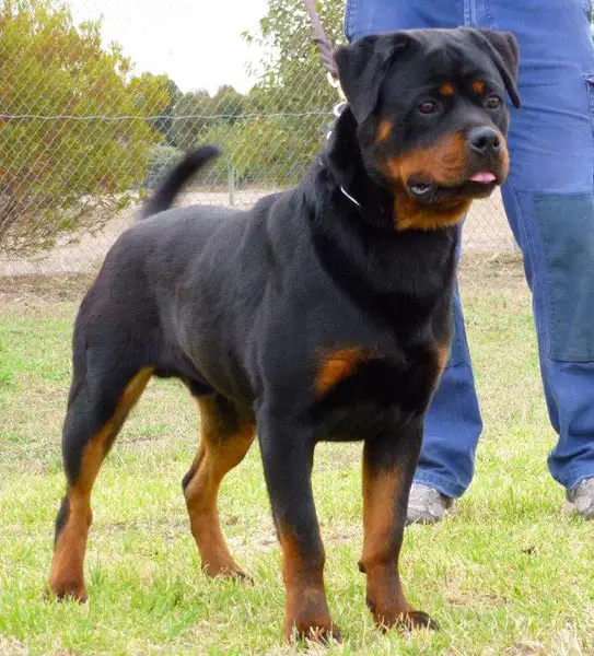 natural rottweiler