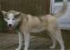 Kodiak’s Layla