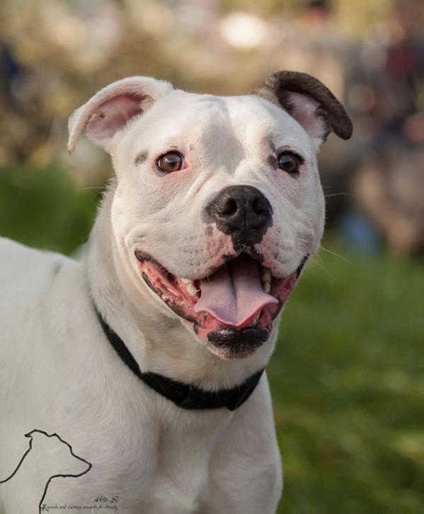 American bulldog little rascals cheap