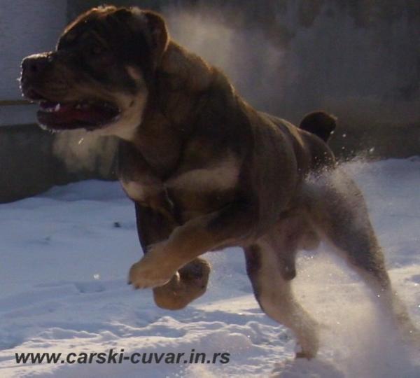 SNAGA I CAST ARES