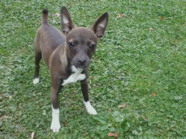 Qm'S sable sadie @chk