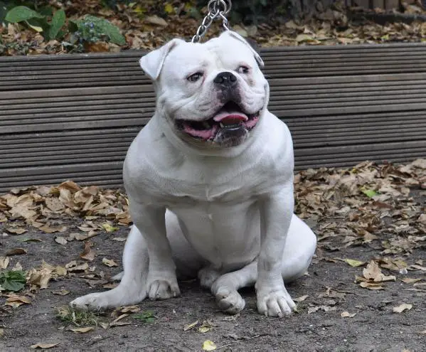 remy martin american bully