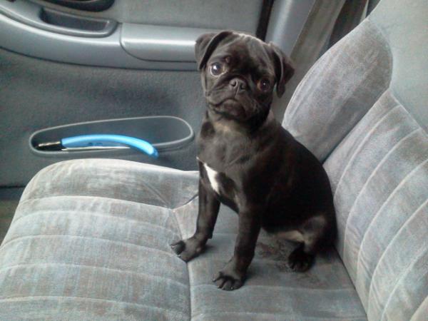Kismets P for Practically Perfect Pug