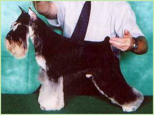 Ebano da Boa Barba