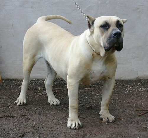 Júpiter de la Jacha
