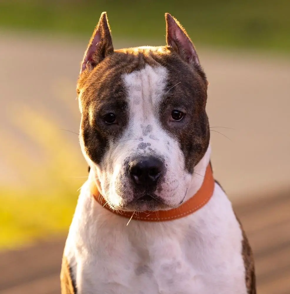 Imperial Iz Doma Lankaster