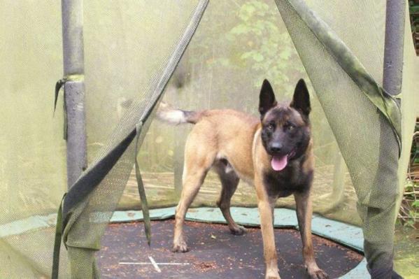 nvbk malinois breeders