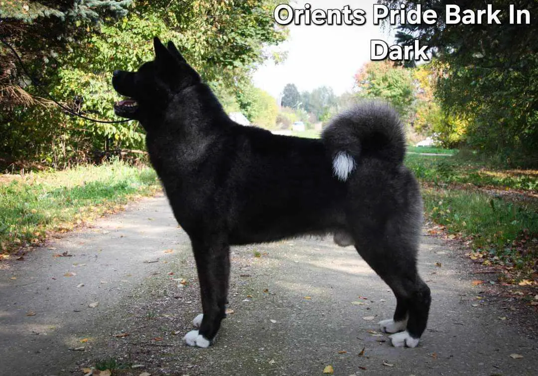 Orients Pride Bark In Dark