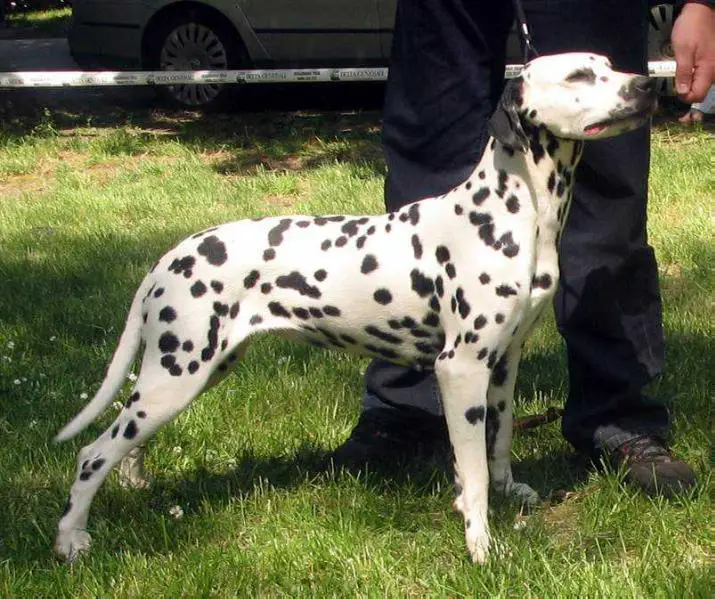 Mediolanum Nikita