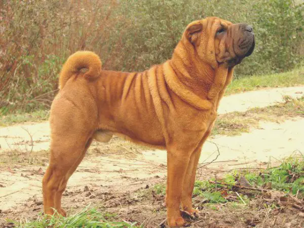 Shar sales pei pedigree