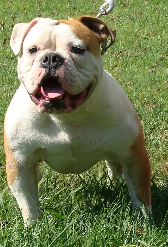 Bulldog working best sale