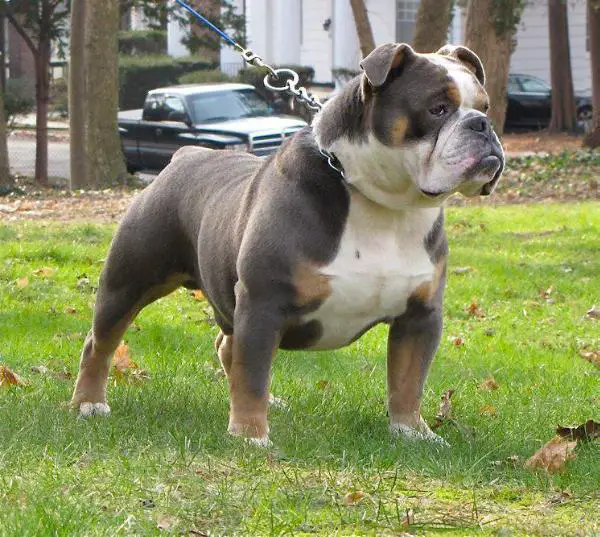Teddy the english best sale bulldog