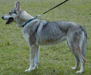 Klea Ruskov dvor CS