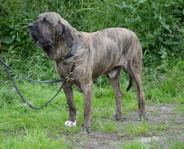 FERERO OF RED AND BRINDLE » Pedigree database Fila Brasileiro;