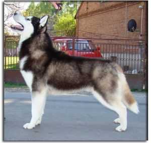 Tina's Black King Eskimoski Domek
