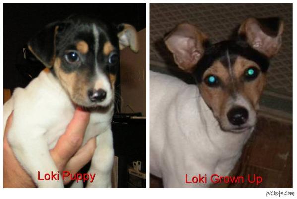 Painted Hill's Loki