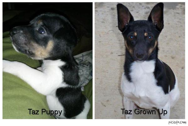 Taz