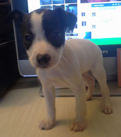 Houdini
