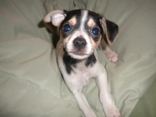 Tiny Tim