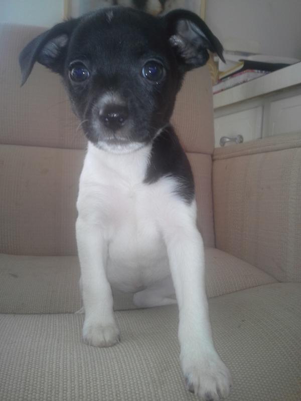 Evie