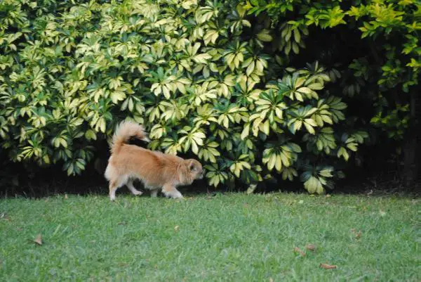One Dream Adorable Puppy