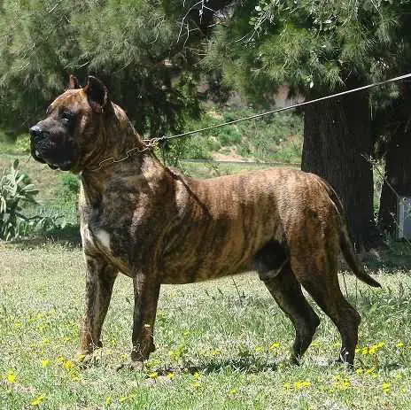 Carlinos de Guadalcan