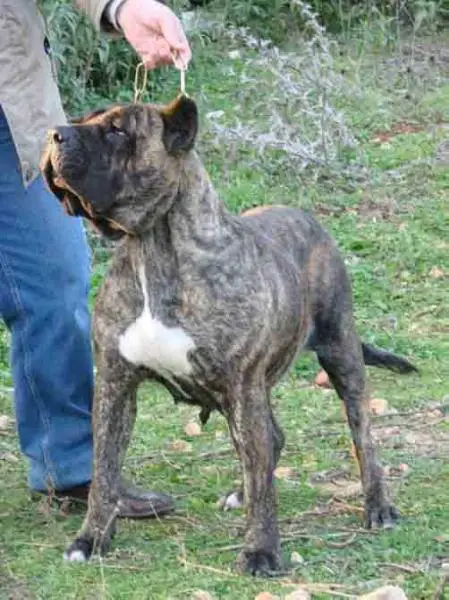 Zena